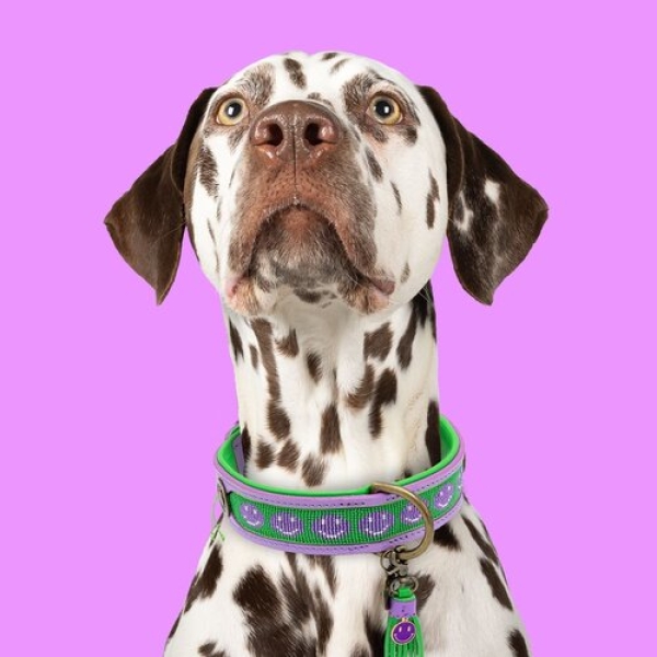 Dog with a Mission Smiley Halsband